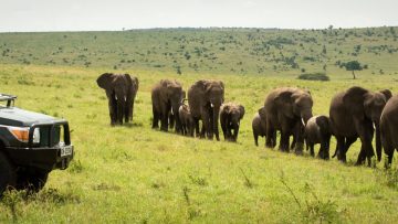 Line of elephants passes guests in truck