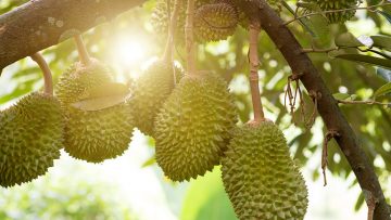 durian-fruit-on-tree